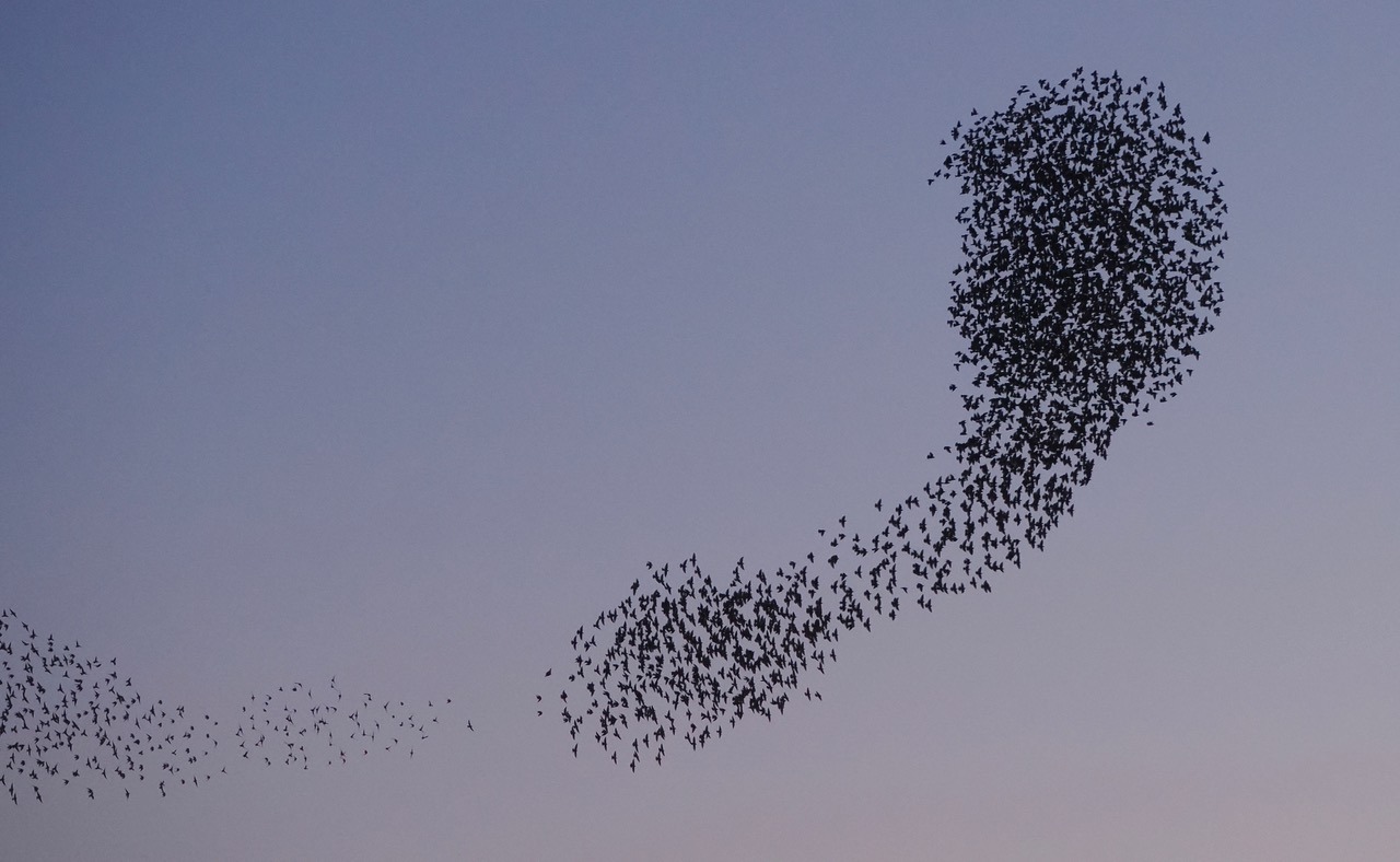 Enjoying the winter birds