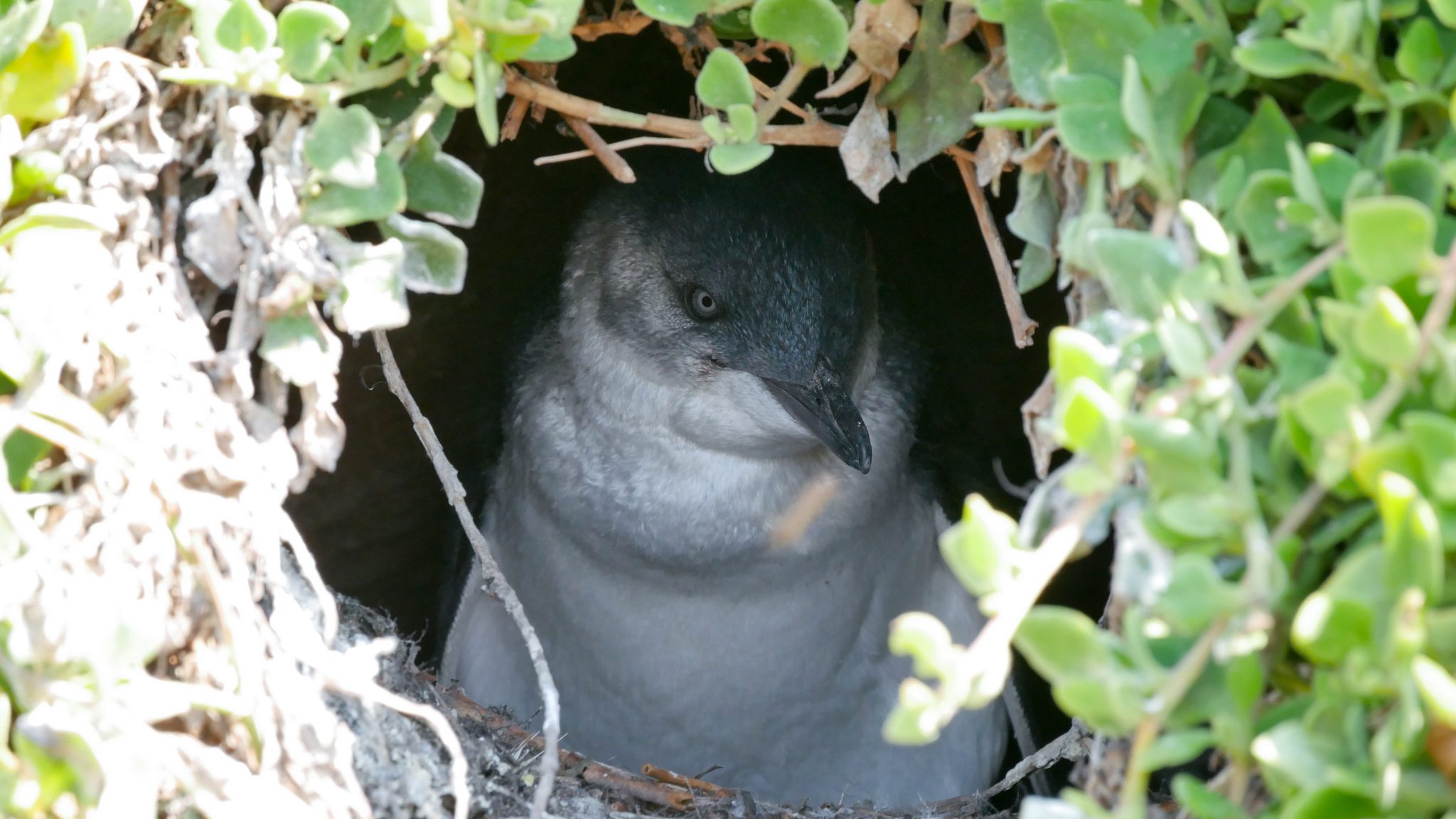 Phillip Island: Where the Little Penguins Come Home - 10,000 Birds