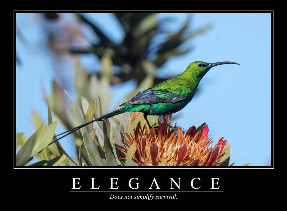 Demotivational Posters for Birds (XV)