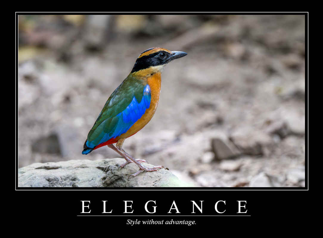 Demotivational Posters for Birds (XXIII)