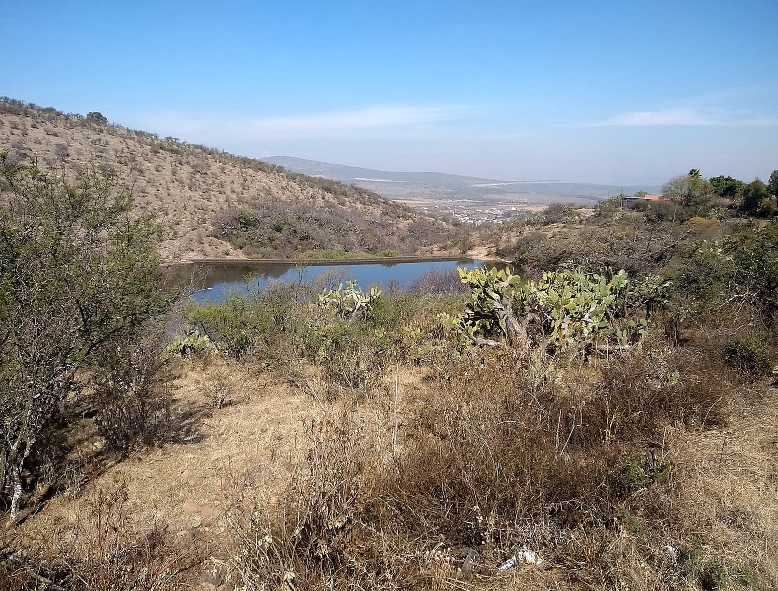 Ninety-three Species