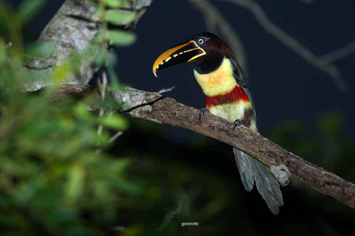 Three Photos: Toucans of Paraguay