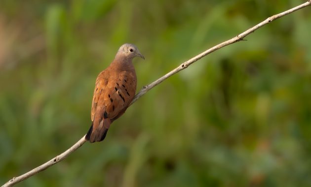 Ruddy Ground Dove