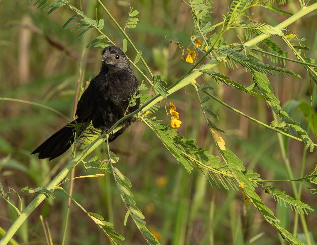 Smooth-billed Ani