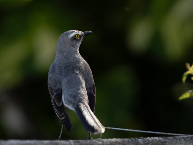 The Stigma of “Common” Birds, and Why It Never Quite Holds Up
