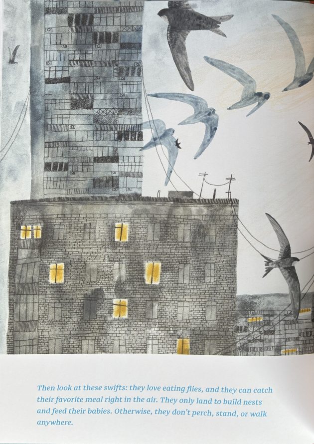 Swifts flying against a backdrop of apartments and skyscrapers