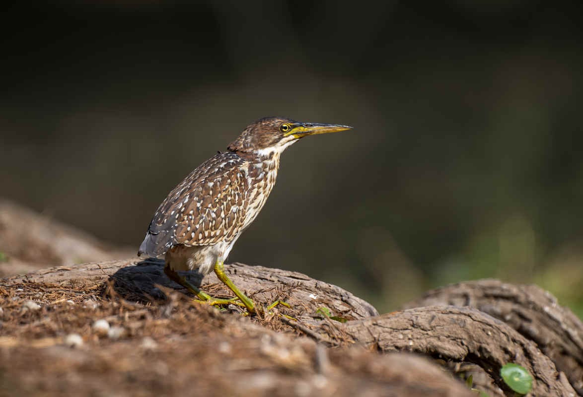 Species Spotlight: Von Schrenck’s Bittern