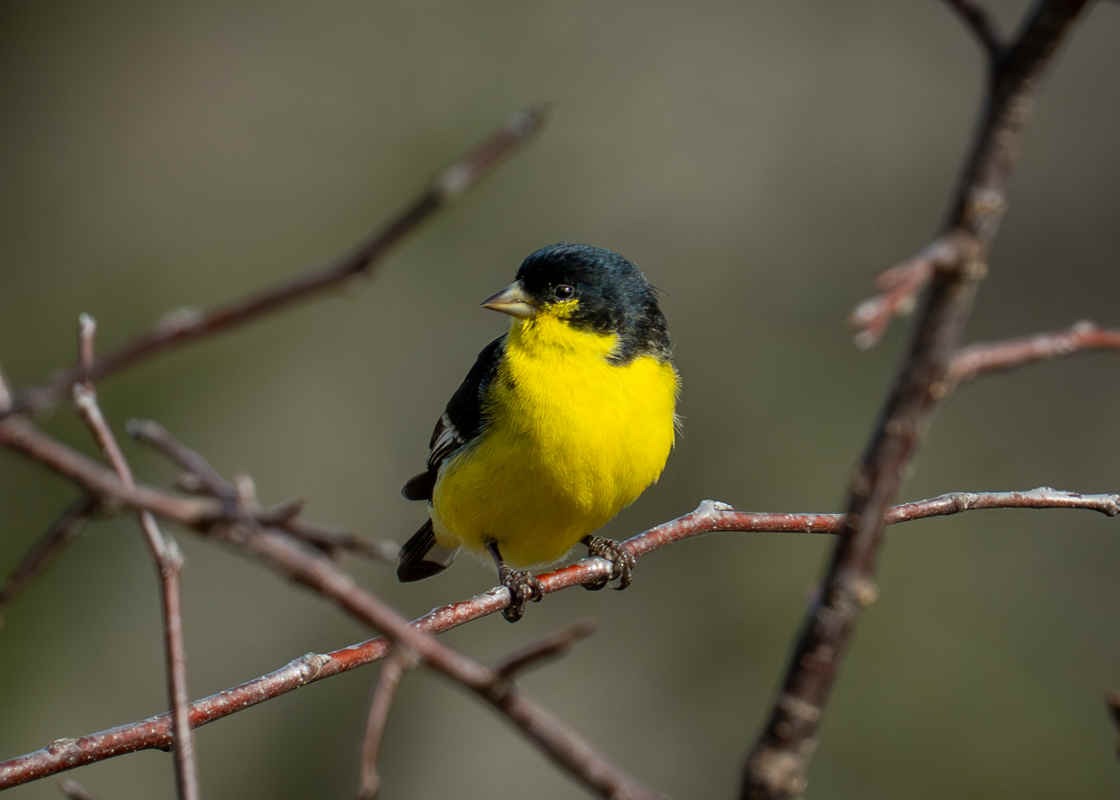 Lesser Goldfinch