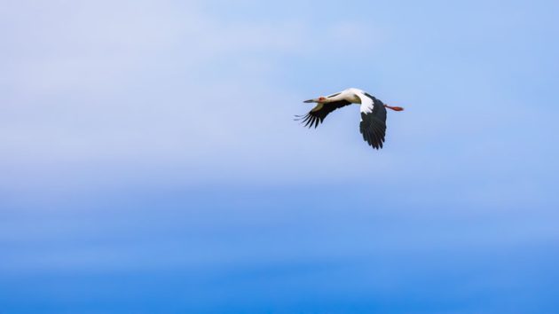 Storks of the New World - 10,000 Birds