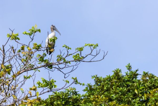 Storks of the New World - 10,000 Birds