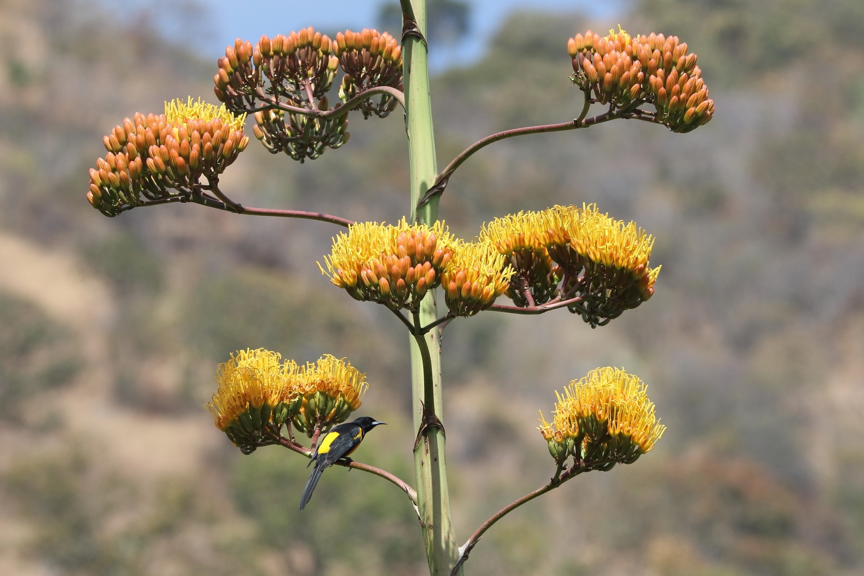 It’s Agave Time