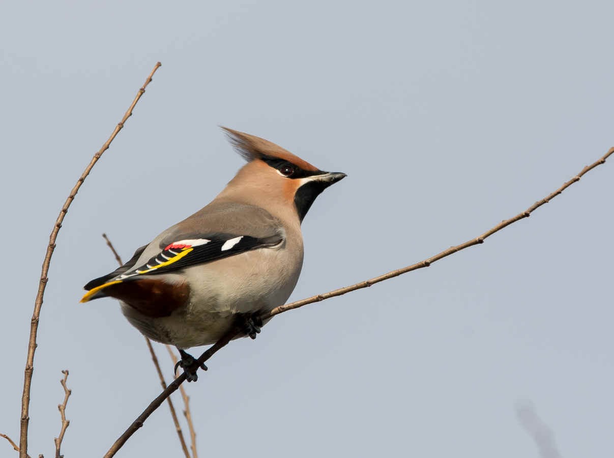 The Chemistry of Birds (35): Alcohol