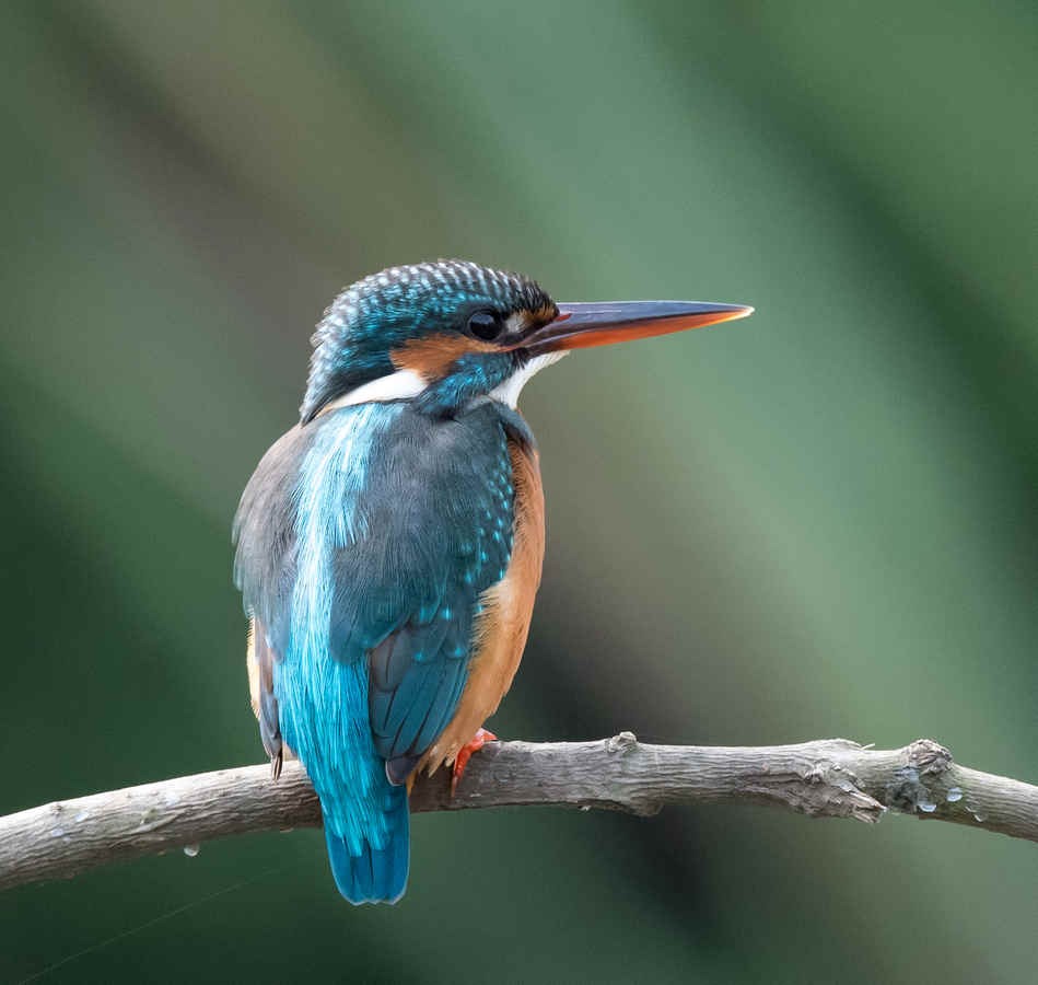 Ten Birds that bring good luck … supposedly.