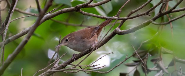 Hannah and Erik Go Birding: Endemic Species in Cozumel