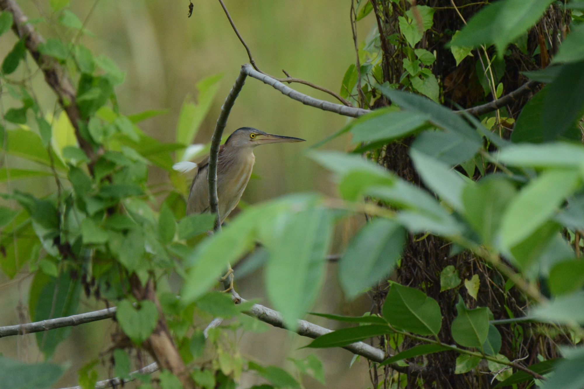 Urban Birding in Colombo – Attidiya Bird Sanctuary