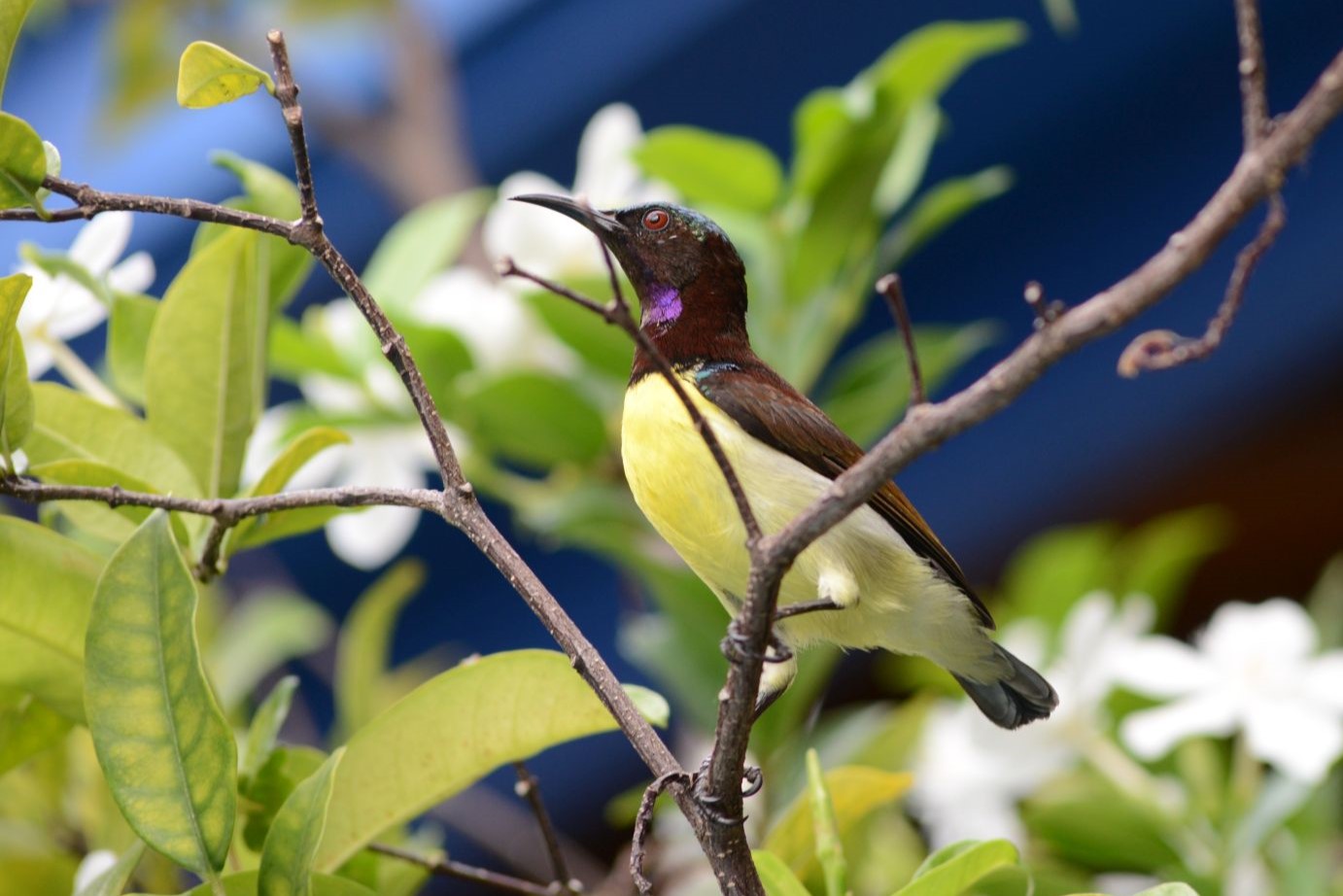 Garden Birds in Colombo, Sri Lanka