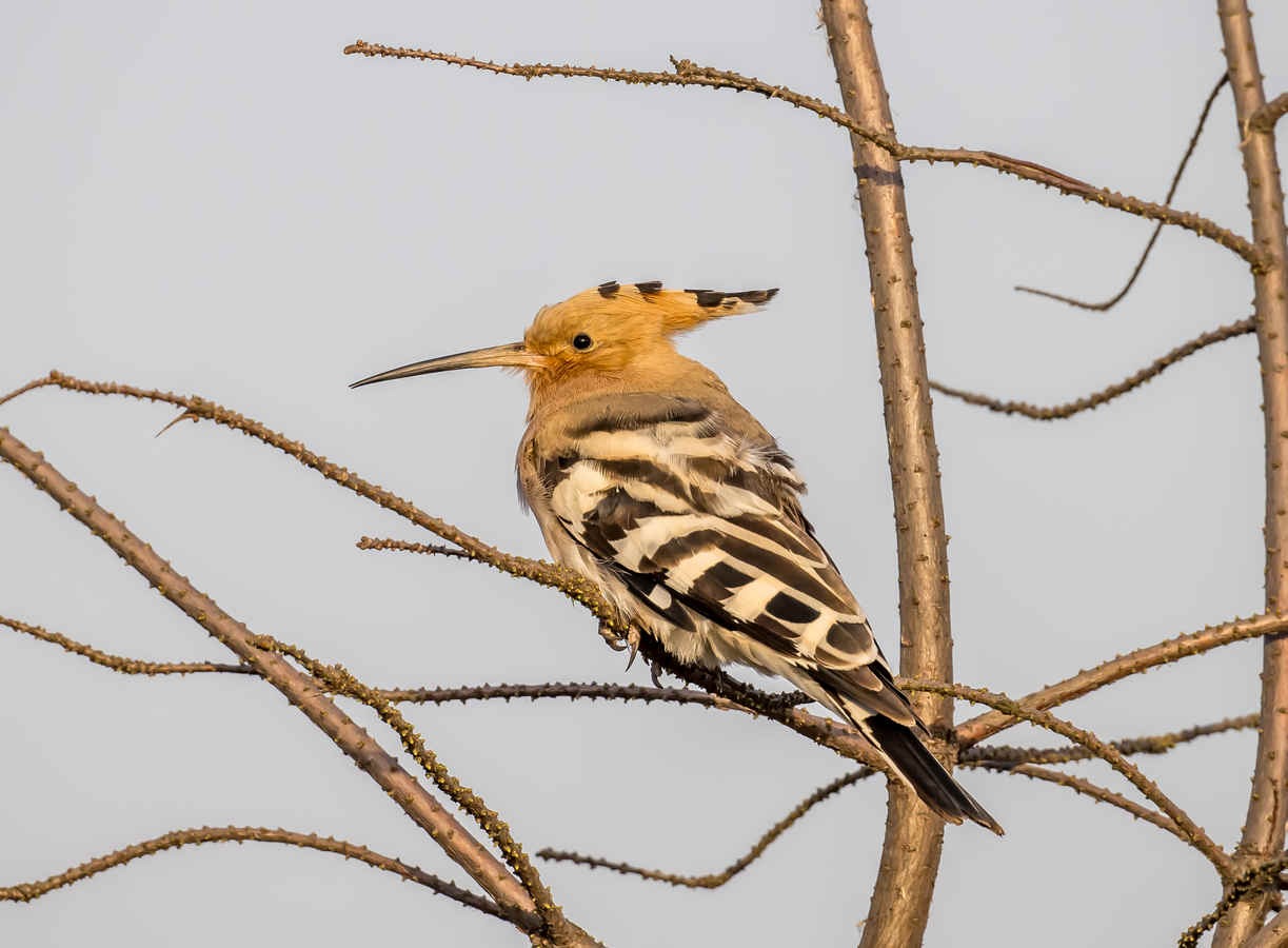Ten Birds that bring back luck … supposedly.