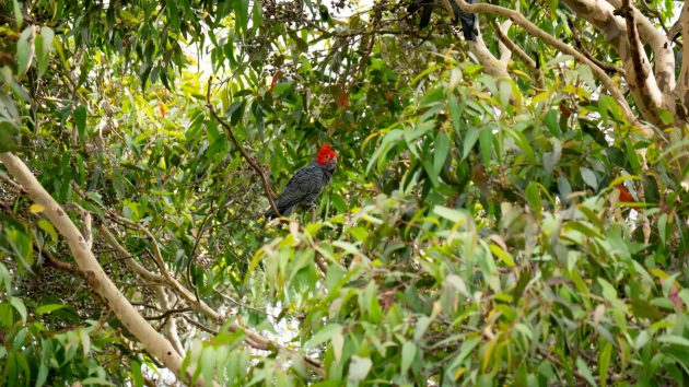 The Year of the Gang-gang Cockatoo