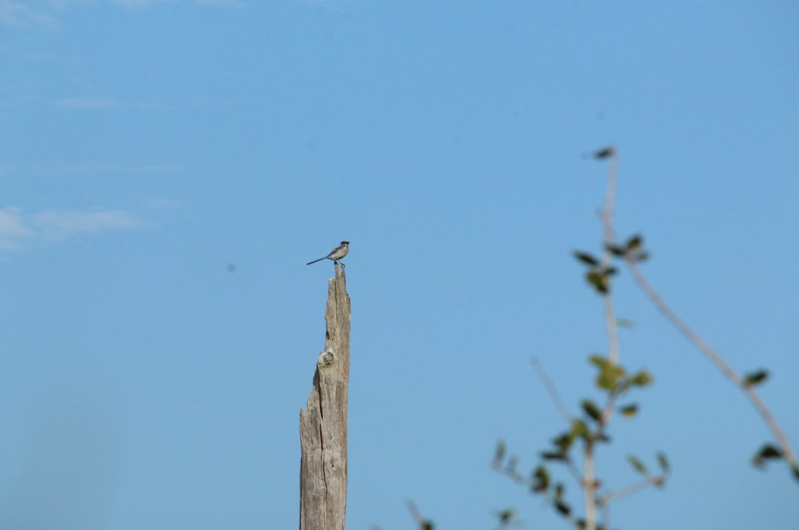 scrub-jay standing on a branch