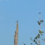 scrub-jay standing on a branch