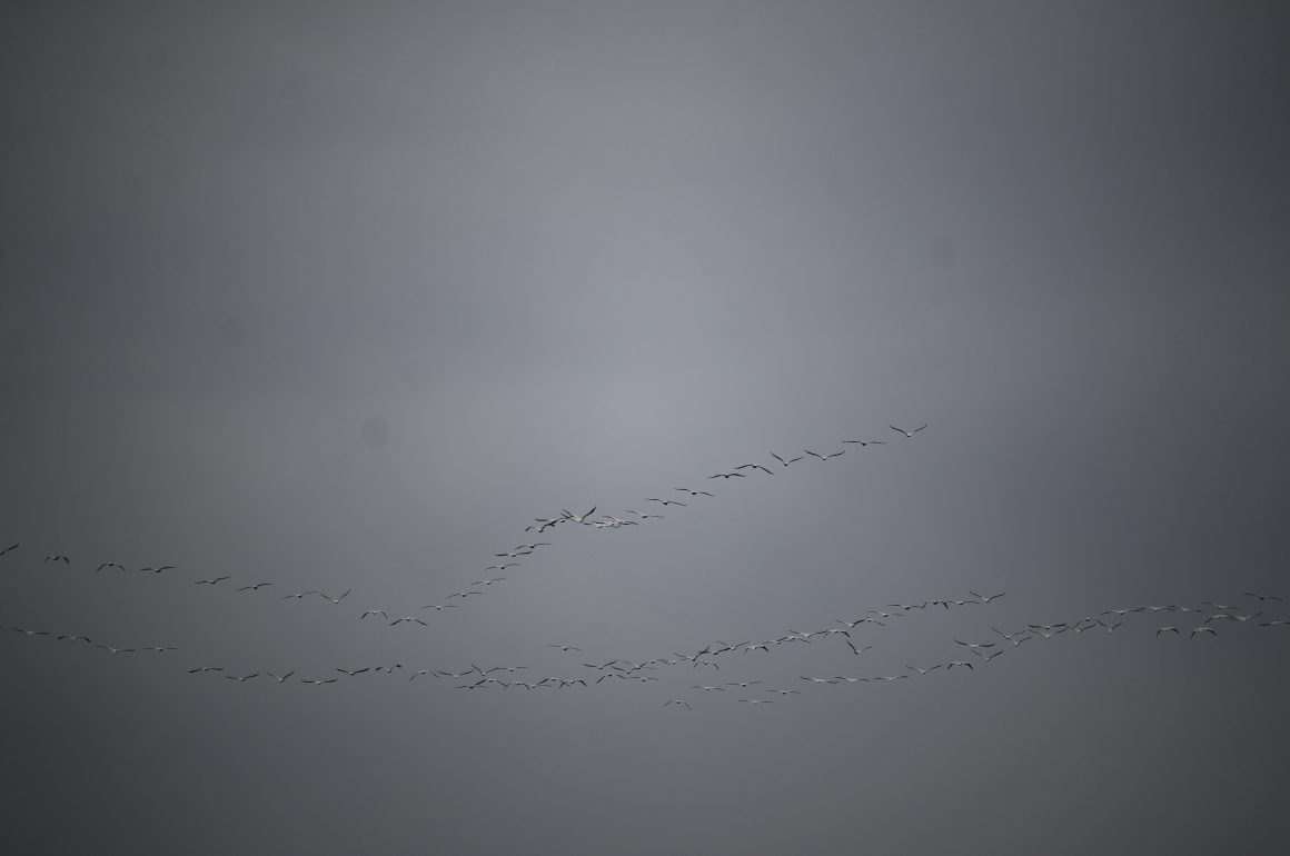 white pelicans in the sky