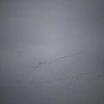 white pelicans in the sky
