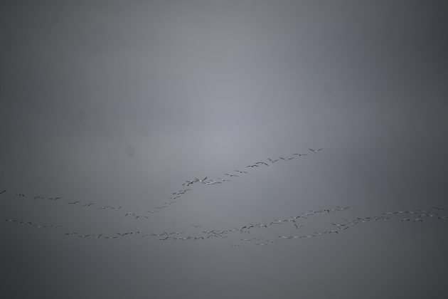 Poem: Lunchtime Birding