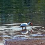 a white ibis wades in the shallow water