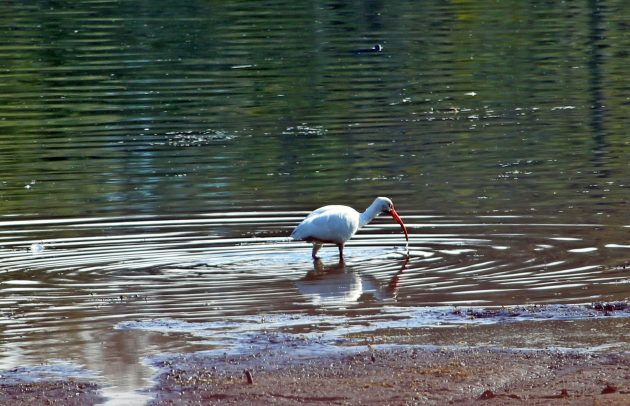 White Ibis in Florida