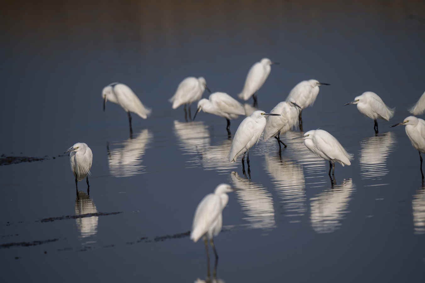 Birding Shanghai in February 2026