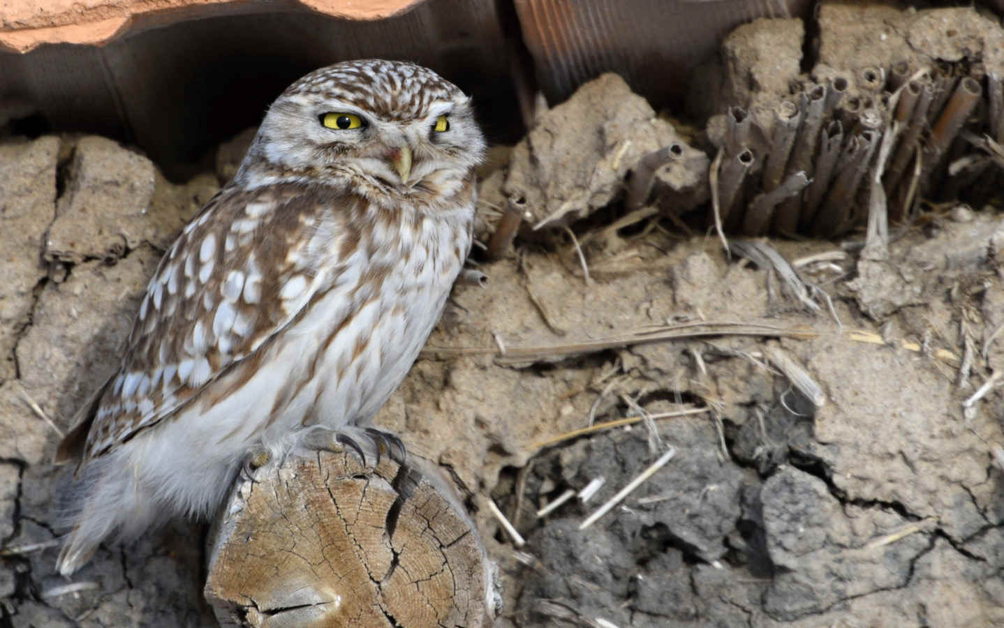 Our Favorite Birding Locations (Collaborative Post Part 1)