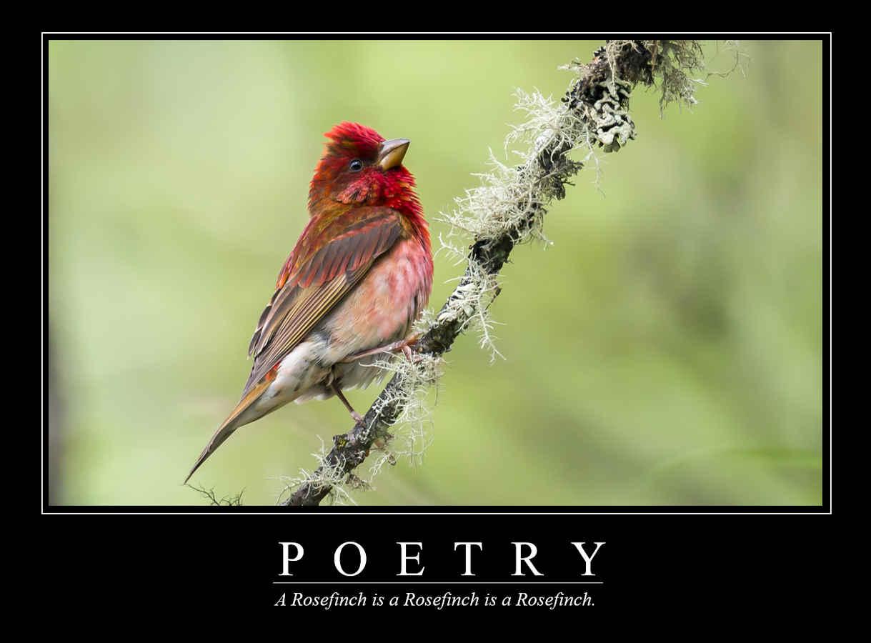 Demotivational Posters for Birds (XIX)