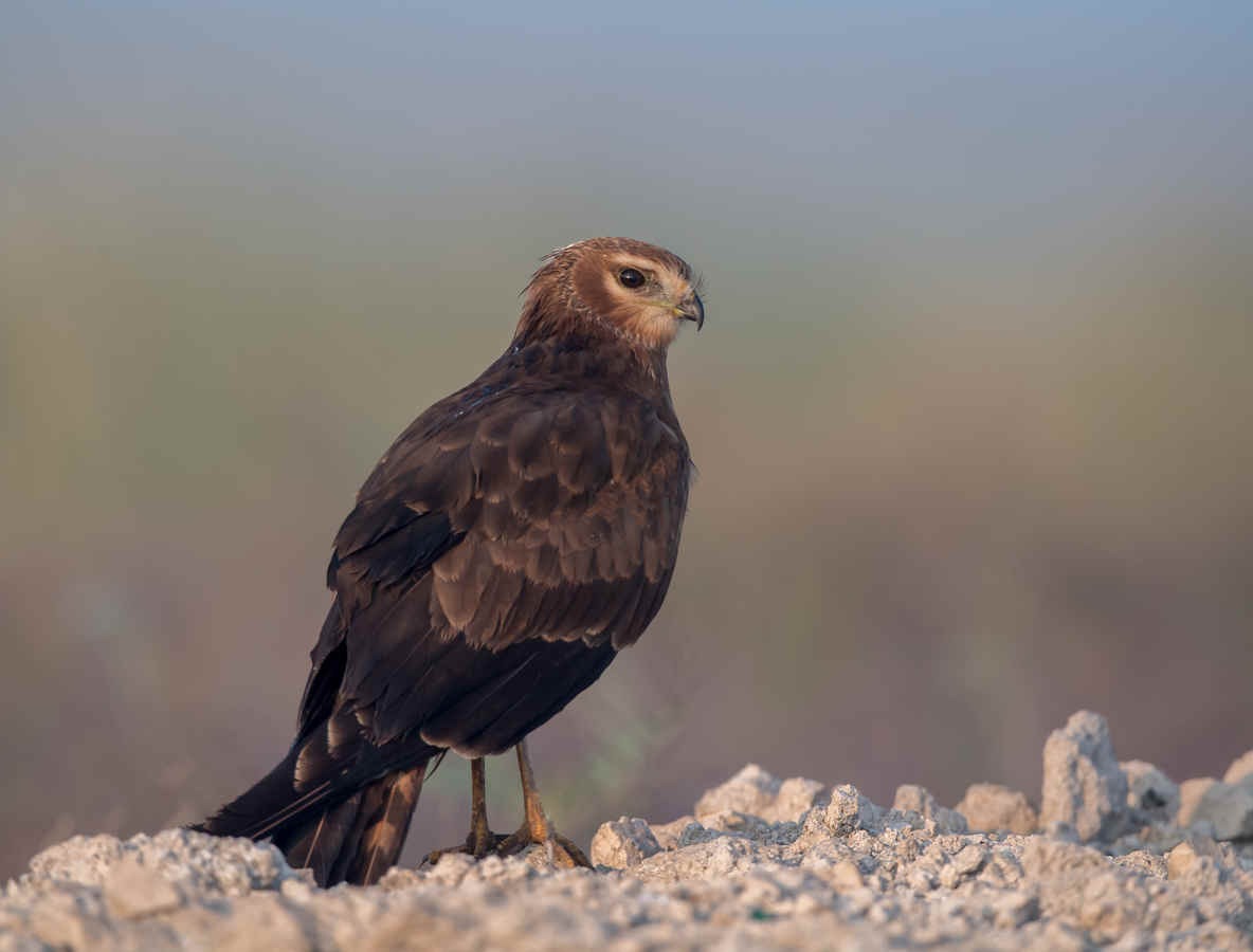 Ask a Birder: What is the attraction of raptors?