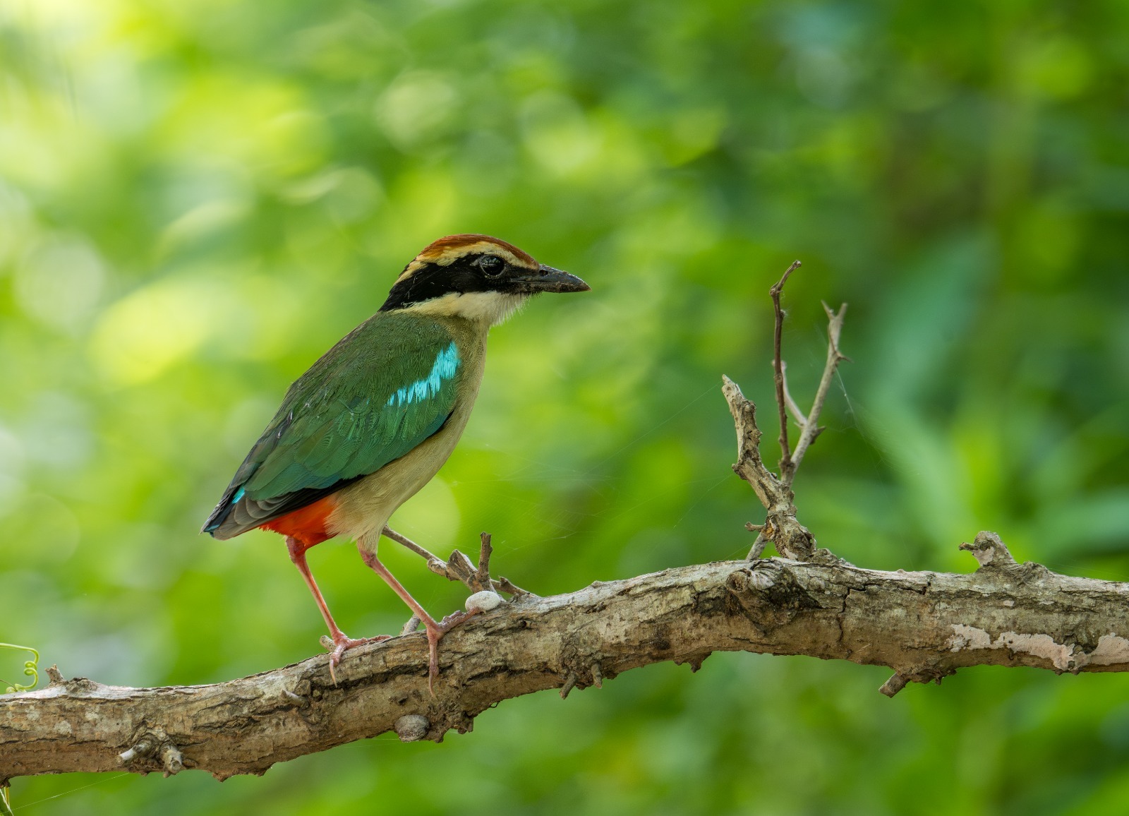 Why Birders Are Suddenly Showing Up at Protests
