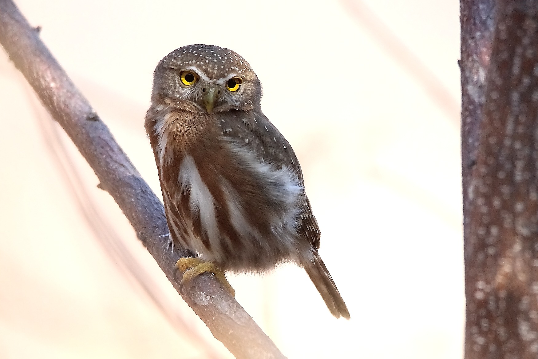 My Case for the Colima Pygmy-Owl