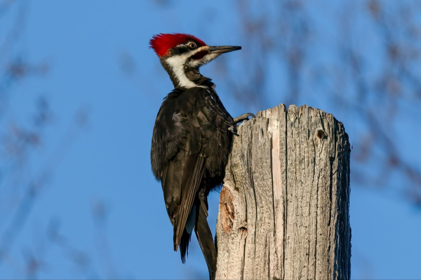 Are Woodpeckers Colonizing the Suburbs? A Look at Range Shifts and Human Habitat