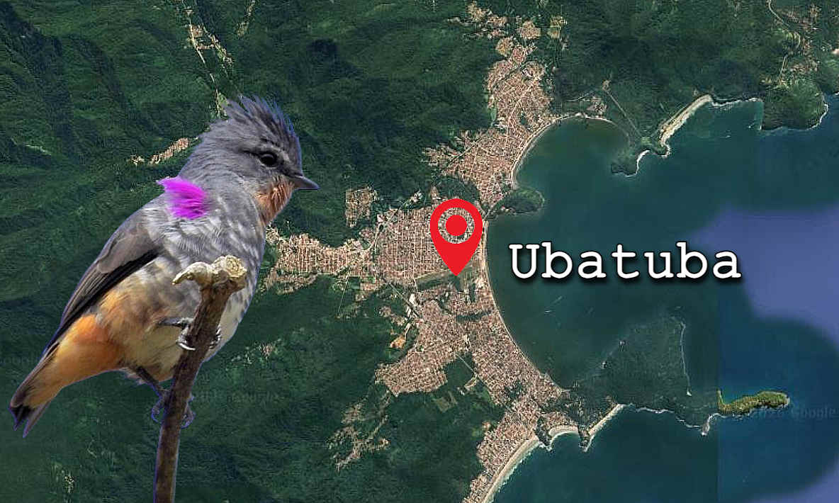 Ubatuba, São Paulo, Brazil – Profile for Birders