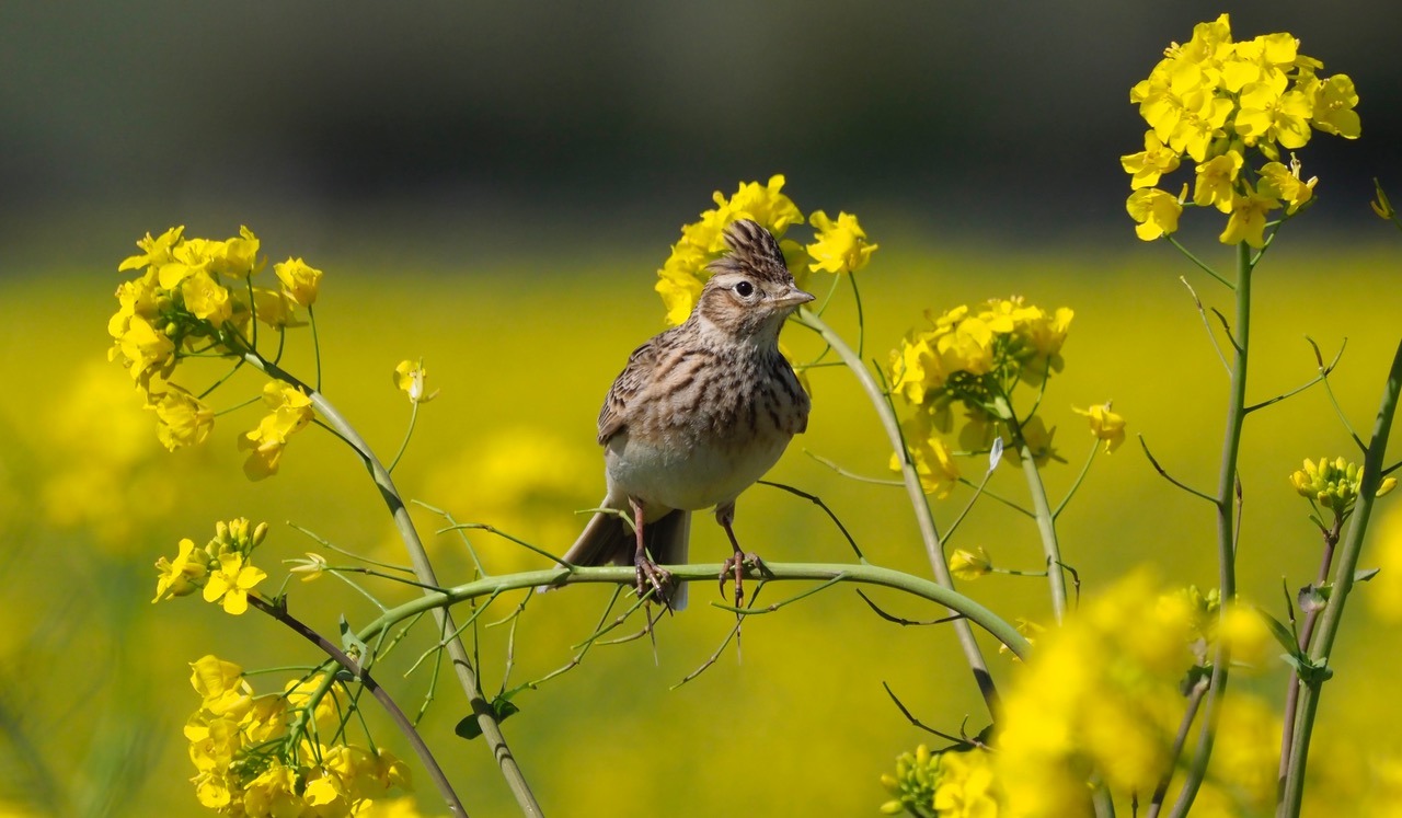 Skylark: the blithe spirit