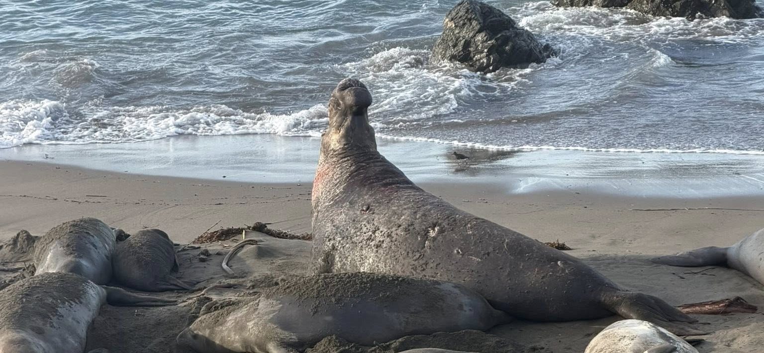 Hannah and Erik Go Birding: Adventures around Morro Bay