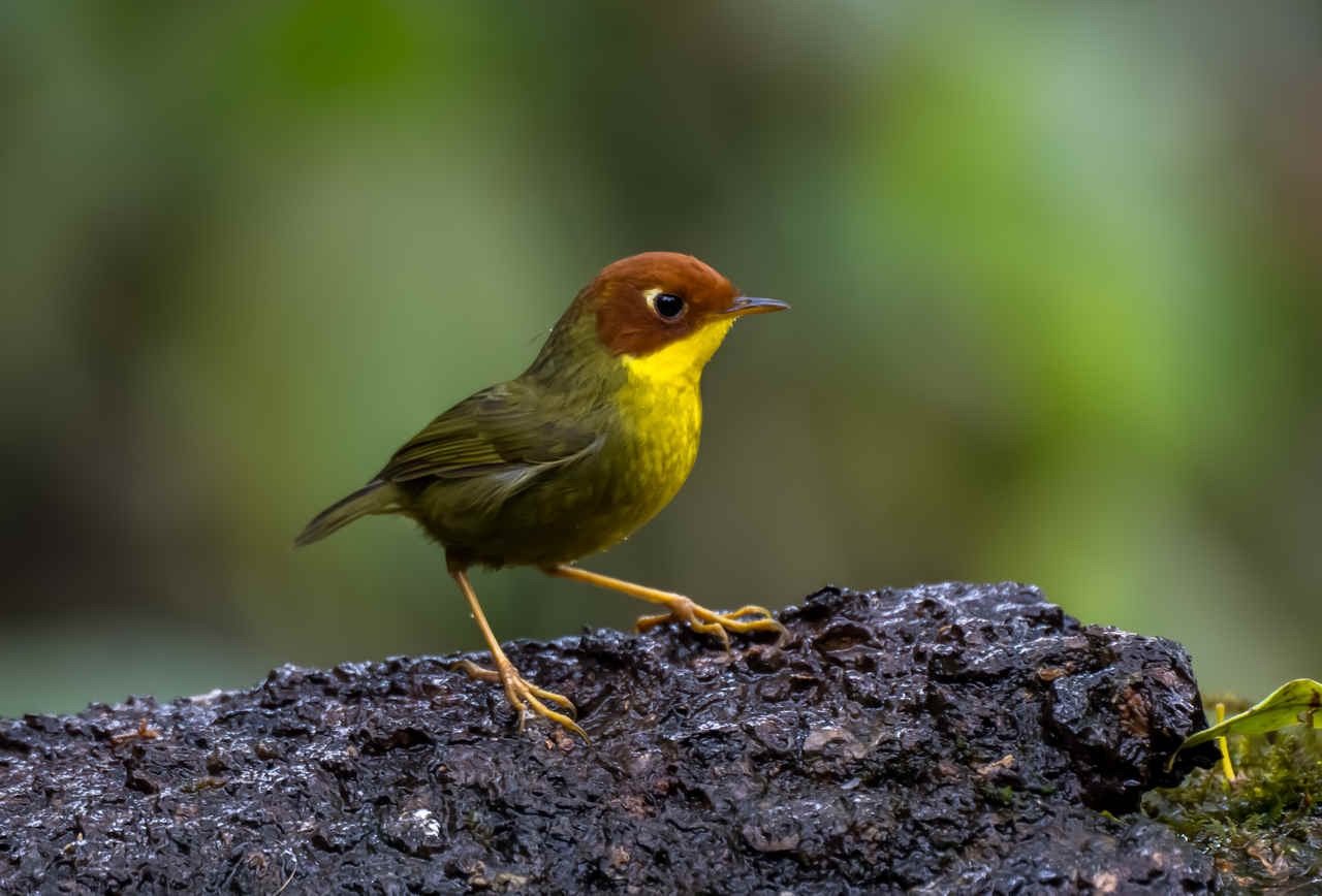 Species Spotlight: Chestnut-headed and Slaty-bellied Tesia