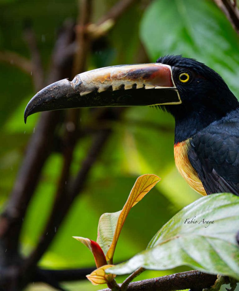Operating Birds Birding Lodges of the World: Birds and Breakfast, Costa Rica - 10,000 Birds