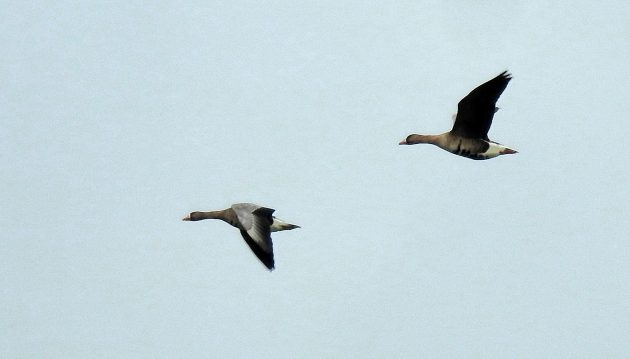 My Personal Top Conservancies