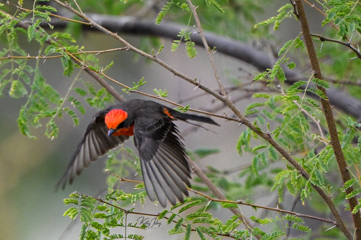 A Flash of Red: Photographing the Vermilion Flycatcher