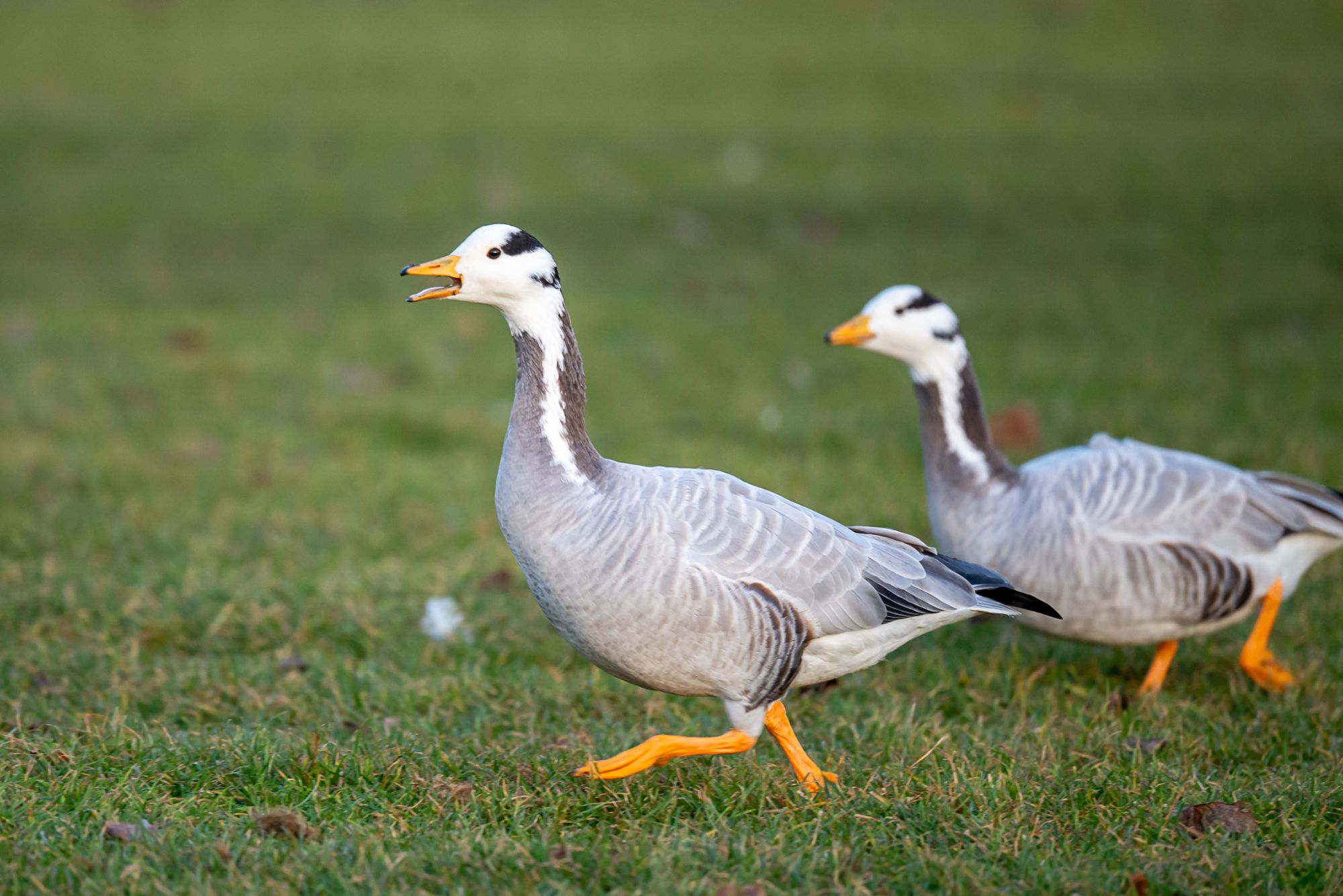 Alien Geese and Native Dippers: Winter Birding in Munich