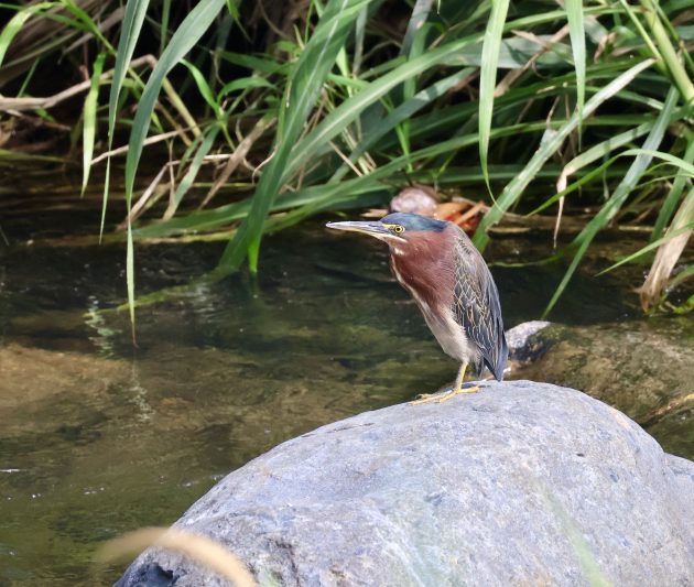 Birding with macular degeneration