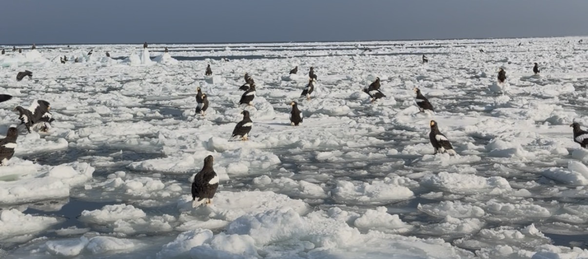 Cranes and Eagles in Hokkaido