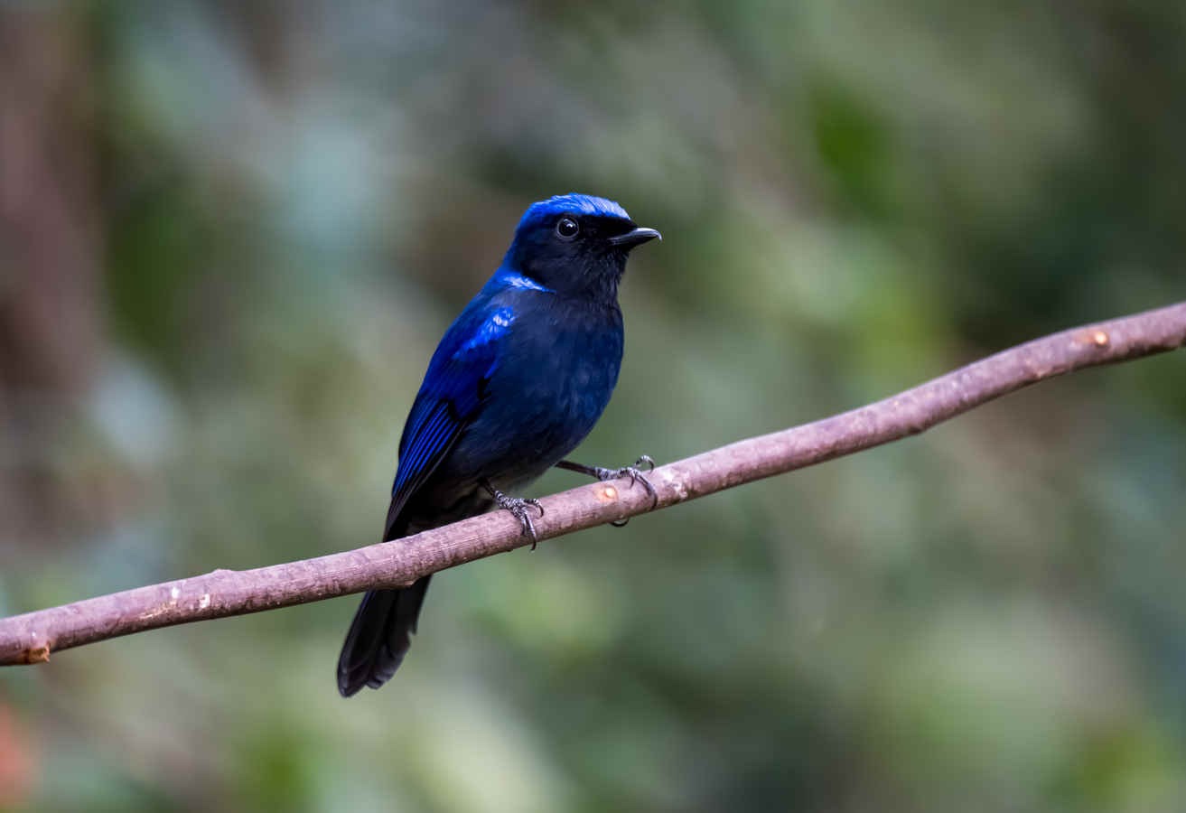 Birding Brochure English, Part 1: An Introduction