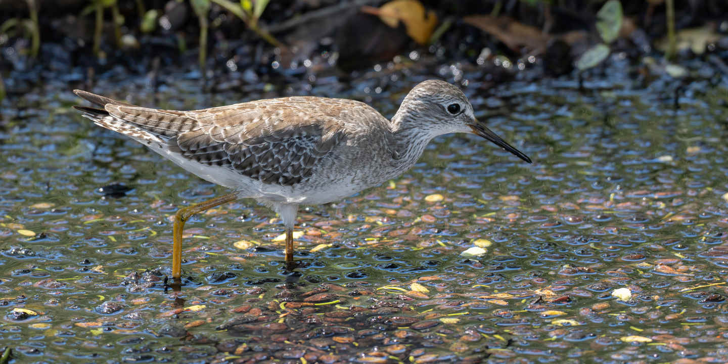 Three Photos: Shorebirds on Tobago