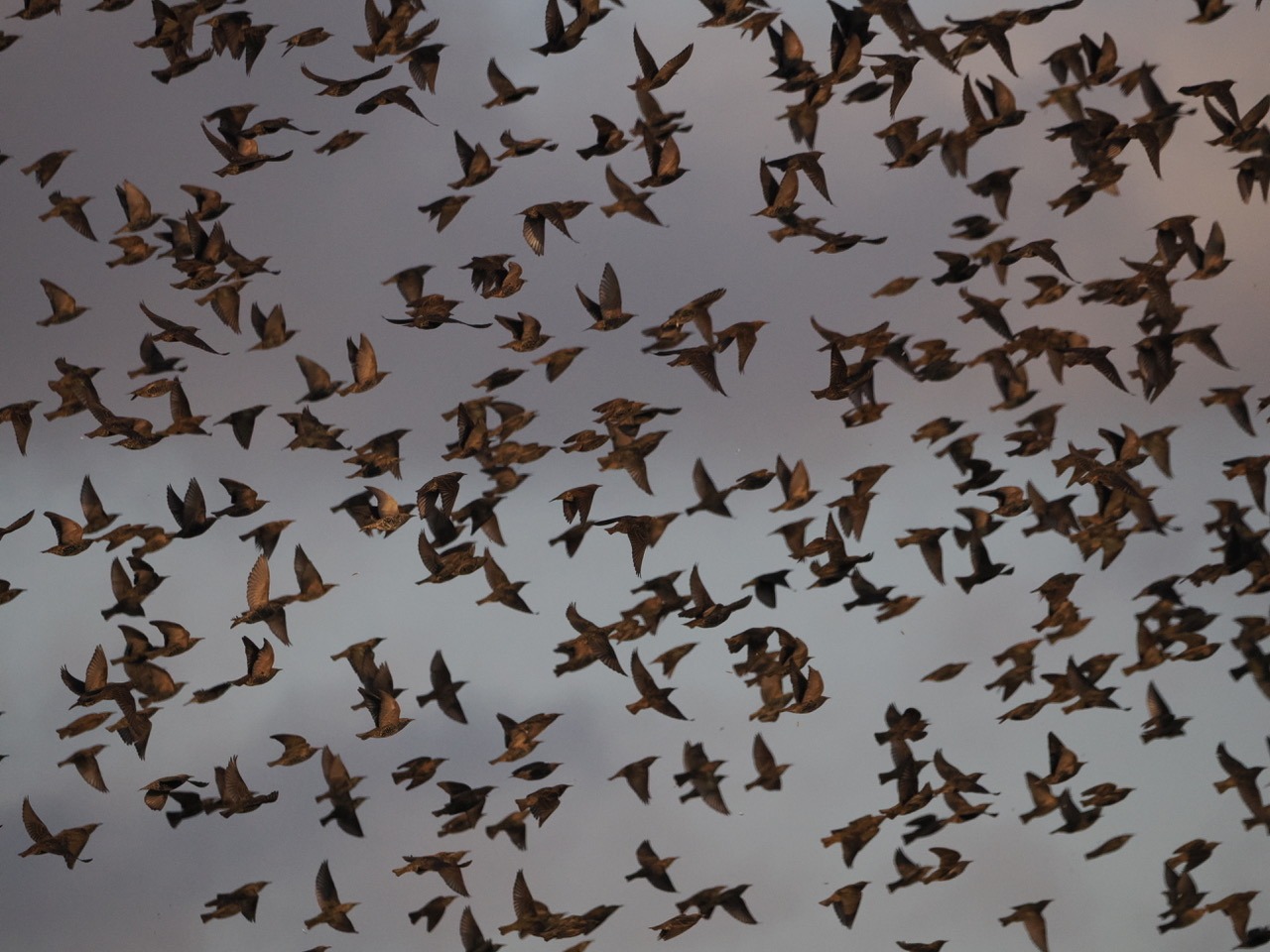 Starlings: Spivs of the Bird World