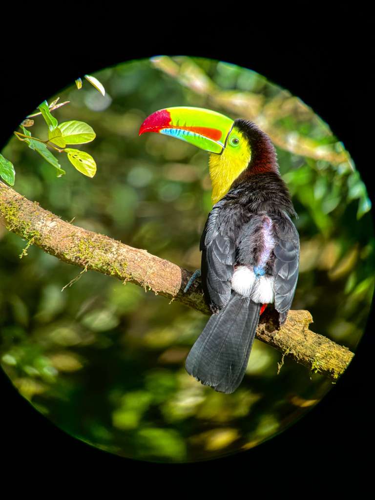 Three Photos: Toucans of the Caribbean Lowlands